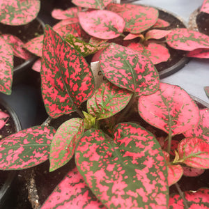 Hypoestes, Polk-a-dot Plant