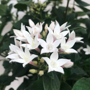 Pentas standard treeform white, Colour Paradise, Kitchener Waterloo