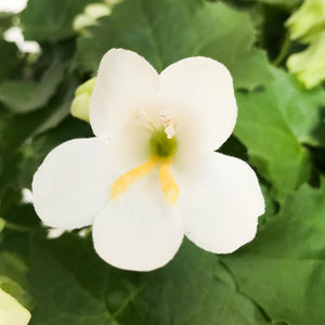 Lophospermum, Colour Paradise, Kitchener Waterloo