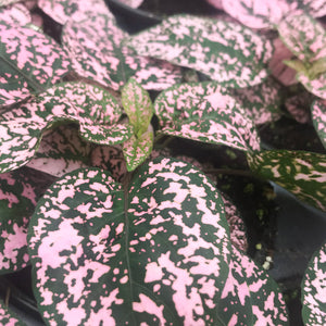 Hypoestes, Polk-a-dot Plant