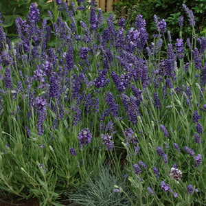 Lavender Ellagance Purple