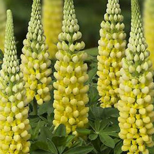 Lupinus Westcountry Series