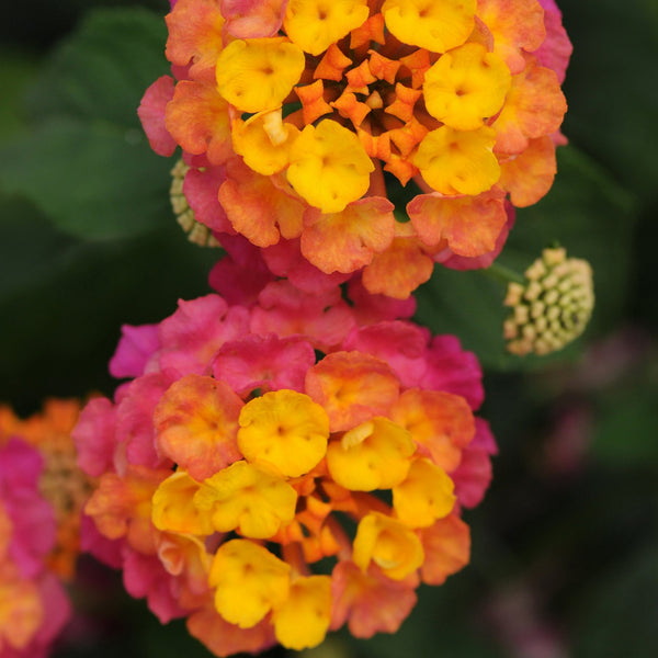 Lantana Hanging Baskets Colour Paradise Greenhouses