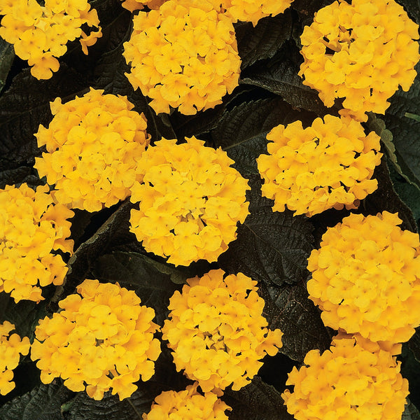 Lantana Hanging Baskets Colour Paradise Greenhouses