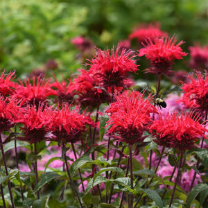 Monarda BeeMine Red