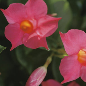 Mandevilla, 4" pots