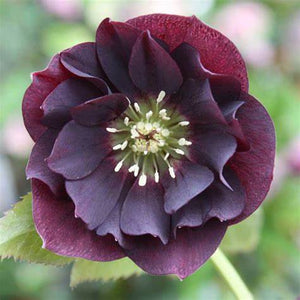 Helleborus, Double Ellen Purple