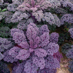 Kale, Redbor