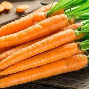 Carrot, Orange Blaze