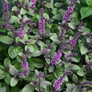 Basil, African Blue