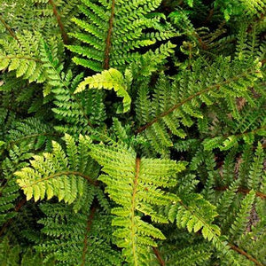 Polystich polyblepharum