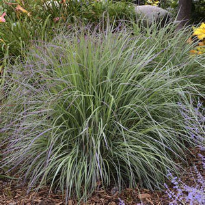 Schizachyrium Twilight Zone