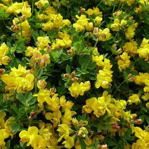 Lotus Plenus
