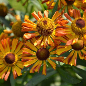 Helenium Betty