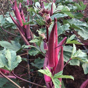 Okra, Candle Fire