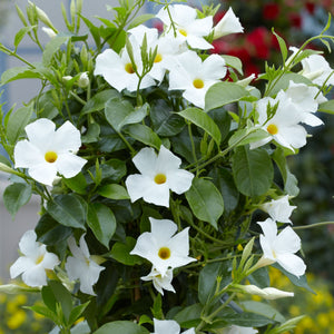 Mandevilla, 12" hanging basket