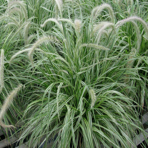 Pennisetum Skyrocket