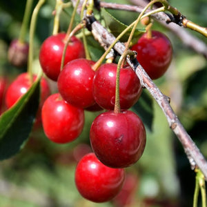 Dwarf Cherries