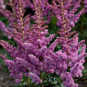 Astilbe Little Vision in Purple