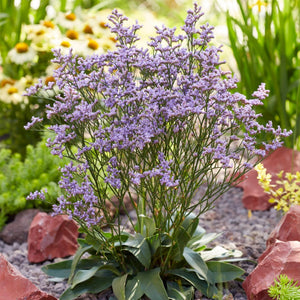 Limonium Dazzle Rocks