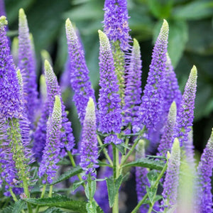 Veronica First Glory