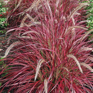 Pennisetum Fireworks