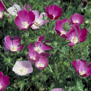 Callirhoe Prairie Winecups