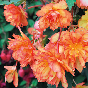 Begonia Illumination Hanging Basket