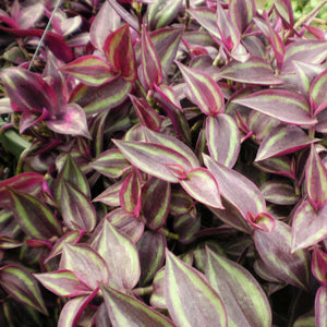 Wandering Jew