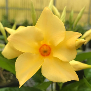 Mandevilla, 4" pots