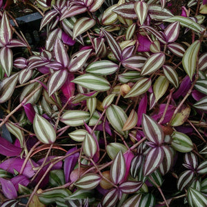 Wandering Jew