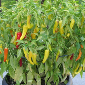 Pepper, Hungarian Hot Wax