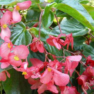 Begonia Dragon Wing Hanging Basket