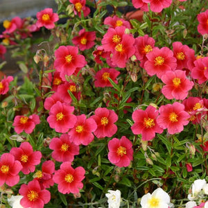 Helianthemum Ben Ledi