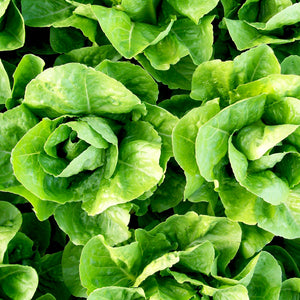Lettuce, Parris Island Cos
