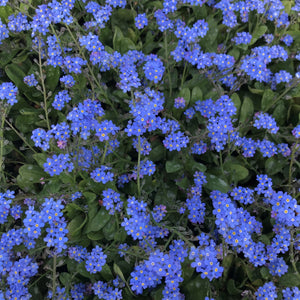 Myosotis Sylva Series