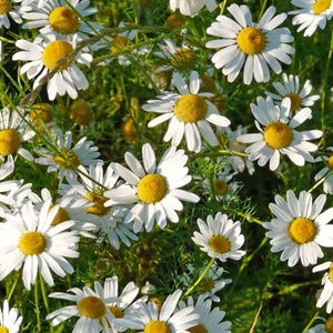 Chamomile, Roman