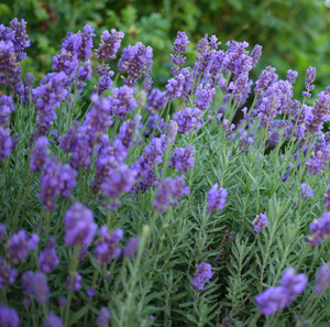 Lavendula Phenomenal,Lavender, Colour Paradise, Kitchener Waterloo