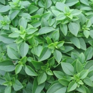 Basil, Greek