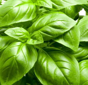 Basil, Italian Large Leaf