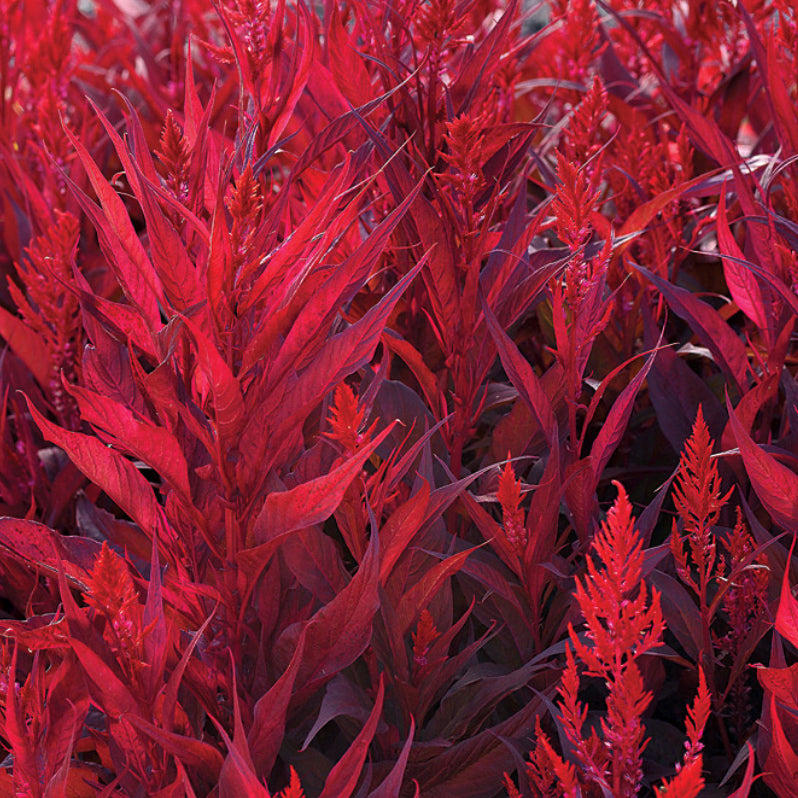 Celosia,  Colour Paradise, Kitchener Waterloo
