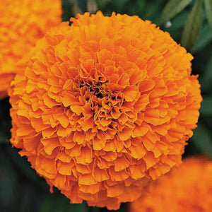 Marigold, Inca II