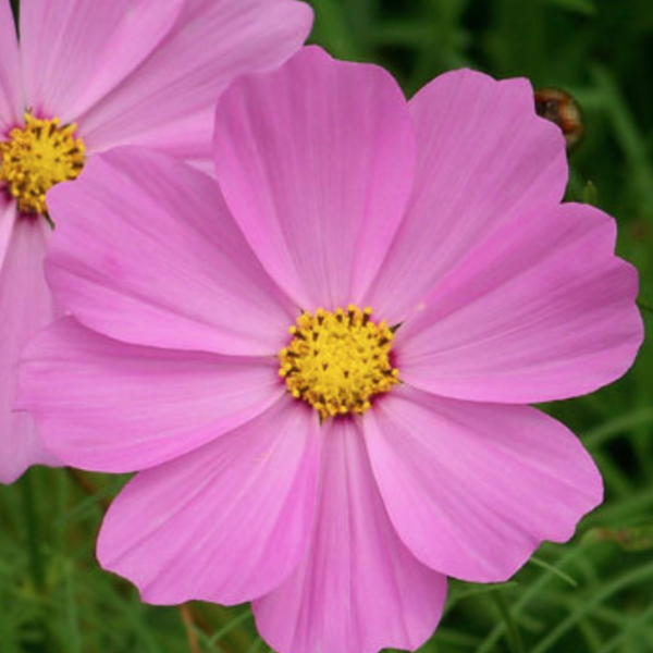 Cosmos Sonata Series, Colour Paradise, Kitchener Waterloo