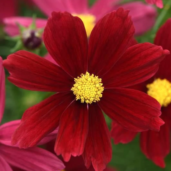 Cosmos Sonata Series, Colour Paradise, Kitchener Waterloo