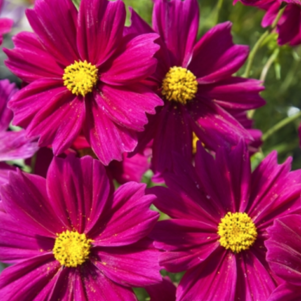 Cosmos Sonata Series, Colour Paradise, Kitchener Waterloo