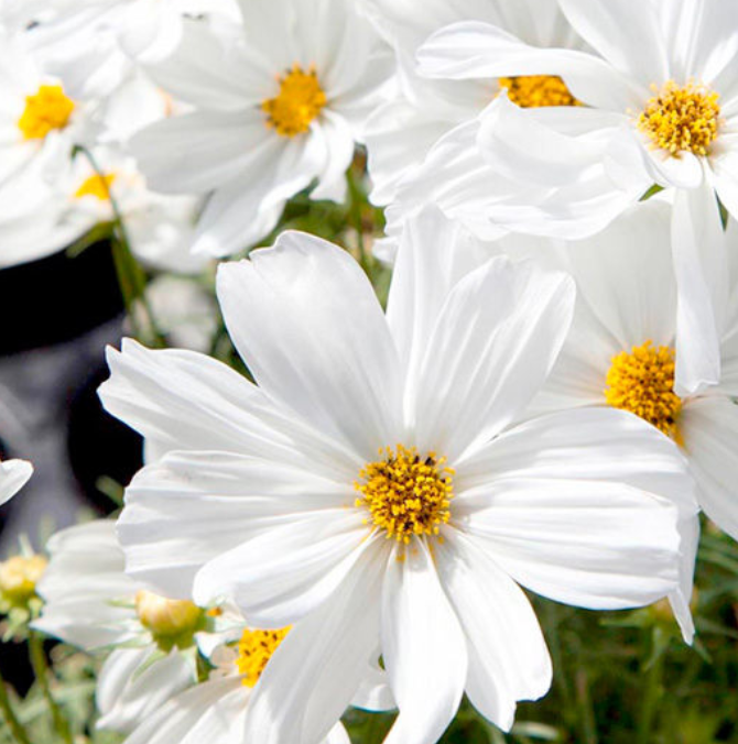 Cosmos Sonata Series, Colour Paradise, Kitchener Waterloo