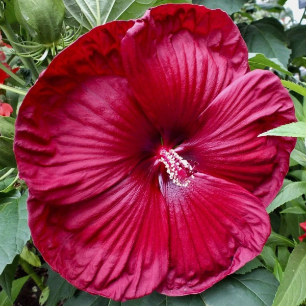 Hibiscus, Luna