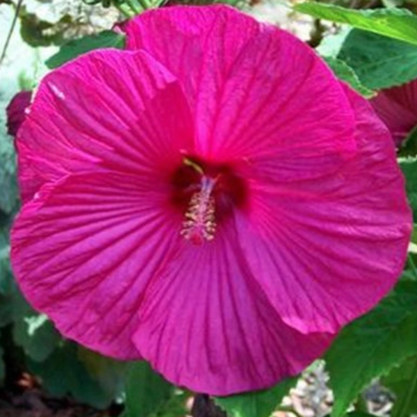 Hibiscus, Luna