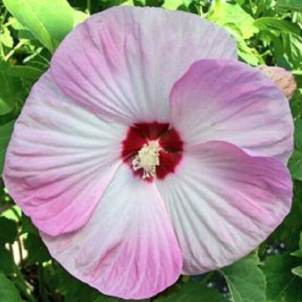 Hibiscus, Luna