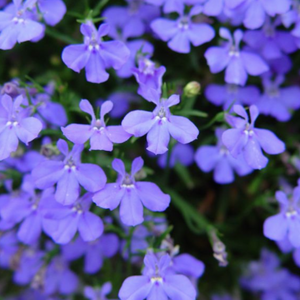 Lobelia, Regatta